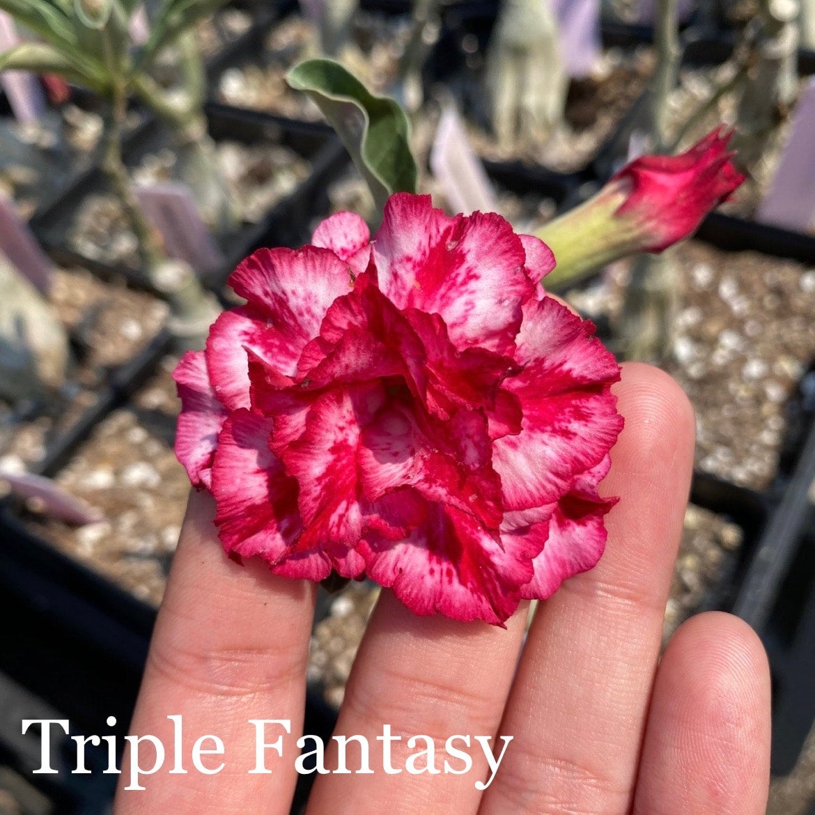 Desert Rose 本体 Desert Rose (Multiple Colors) | Lesslie's RGV Plants