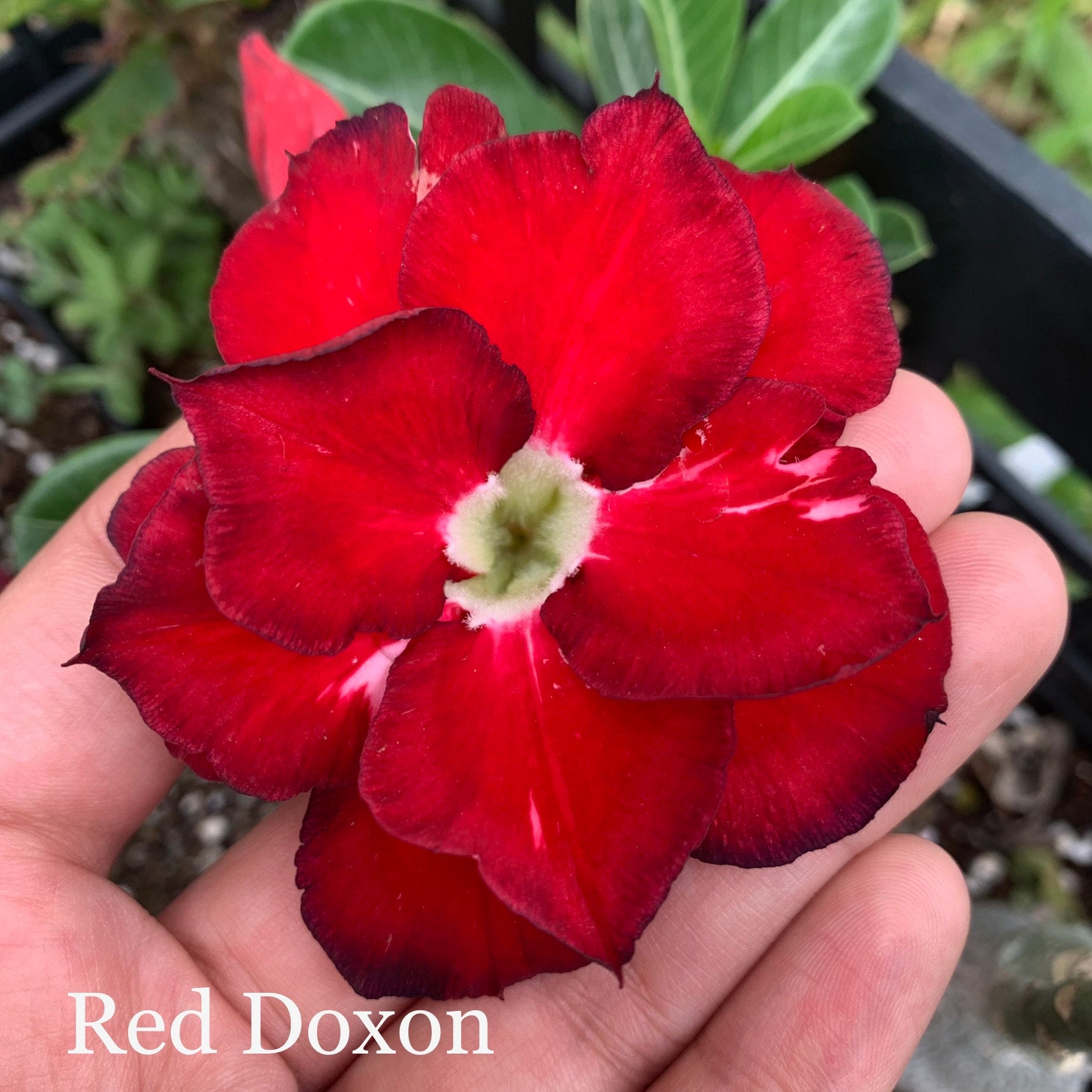 Desert Rose (Multiple Colors) | Lesslie's RGV Plants