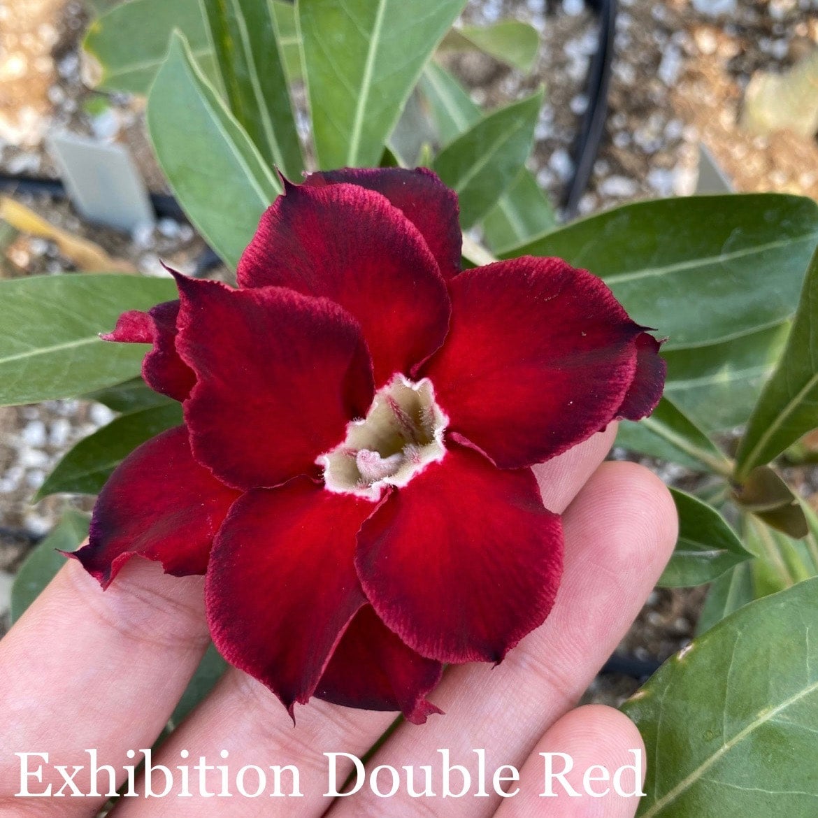 Desert Rose (Multiple Colors) | Lesslie's RGV Plants