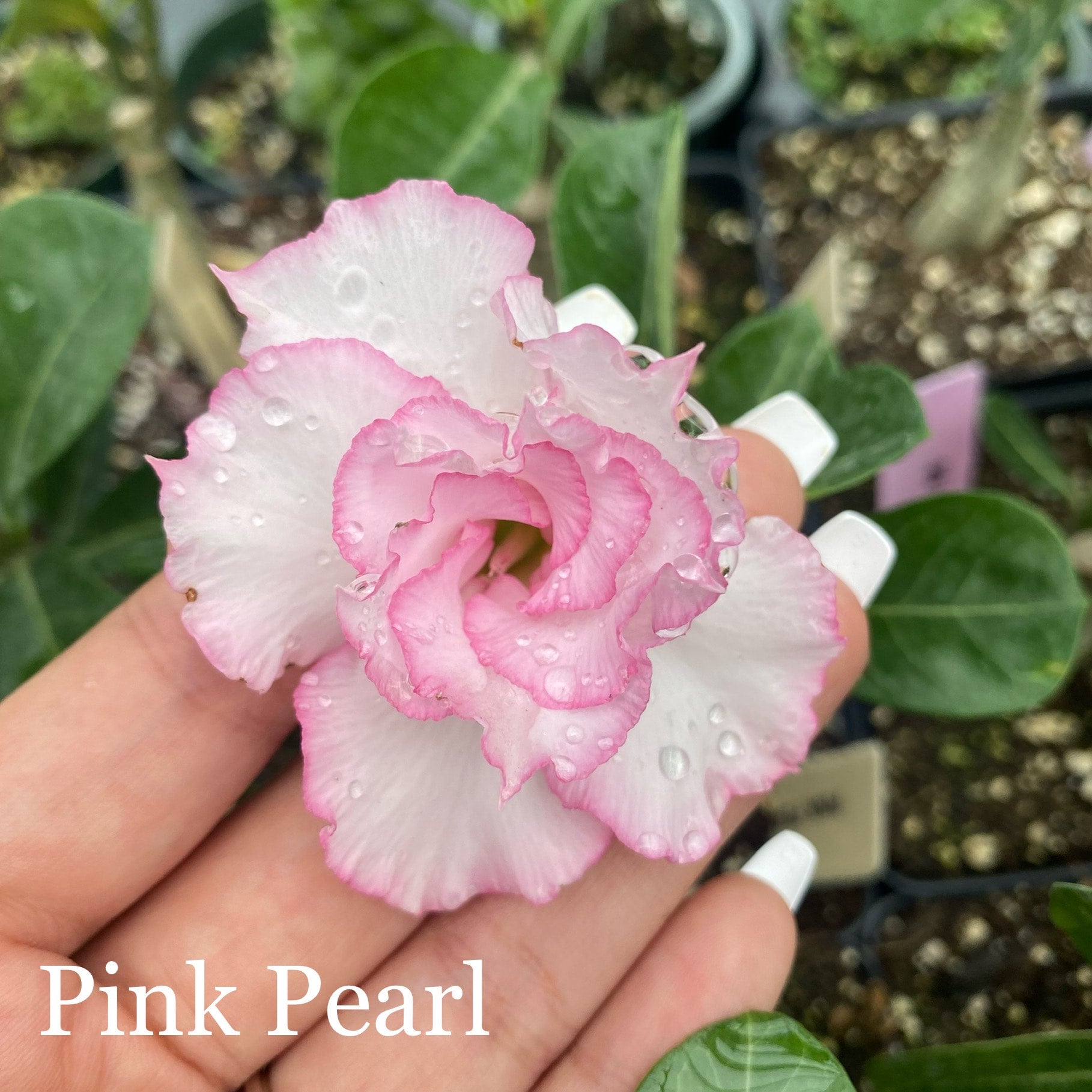 Desert Rose (Multiple Colors) | Lesslie's RGV Plants