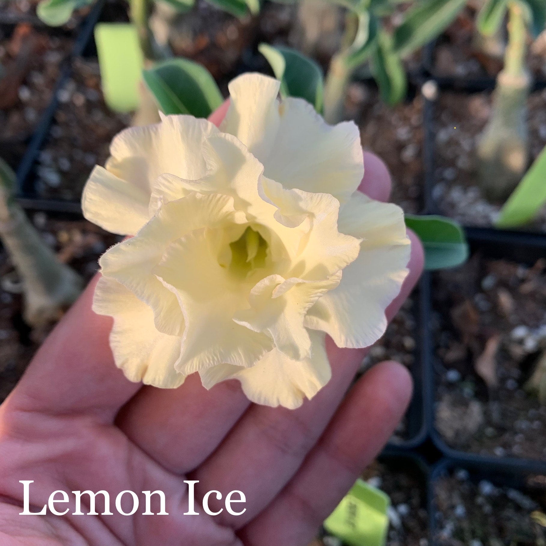 Desert Rose (Multiple Colors) | Lesslie's RGV Plants