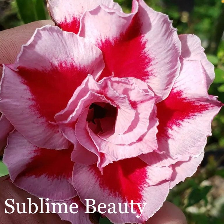 完売品 Myra Blouse - Desert Rose 3-5Y 完売品 Myra Blouse - Desert