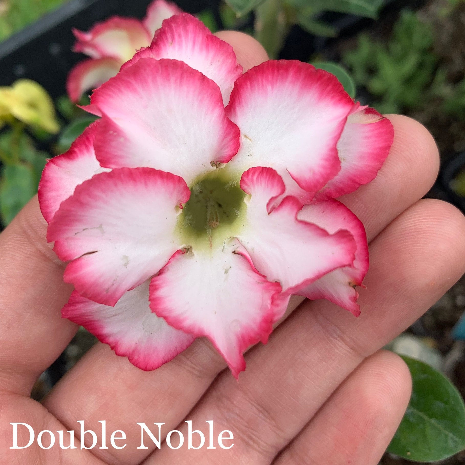 Desert Rose 本体 Desert Rose (Multiple Colors) | Lesslie's RGV Plants