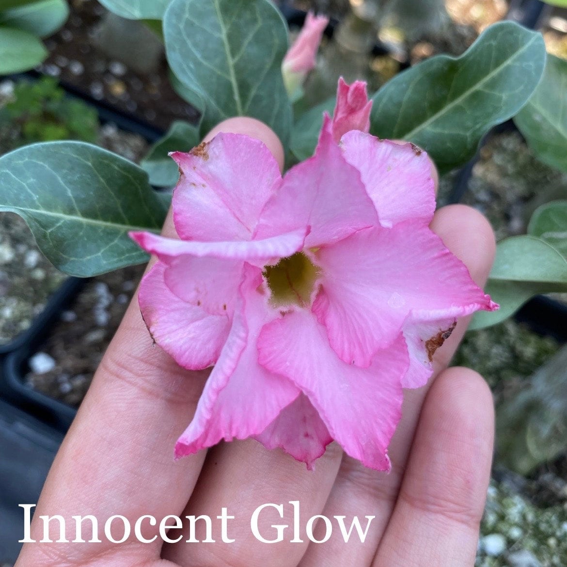 Desert Rose (Multiple Colors) | Lesslie's RGV Plants