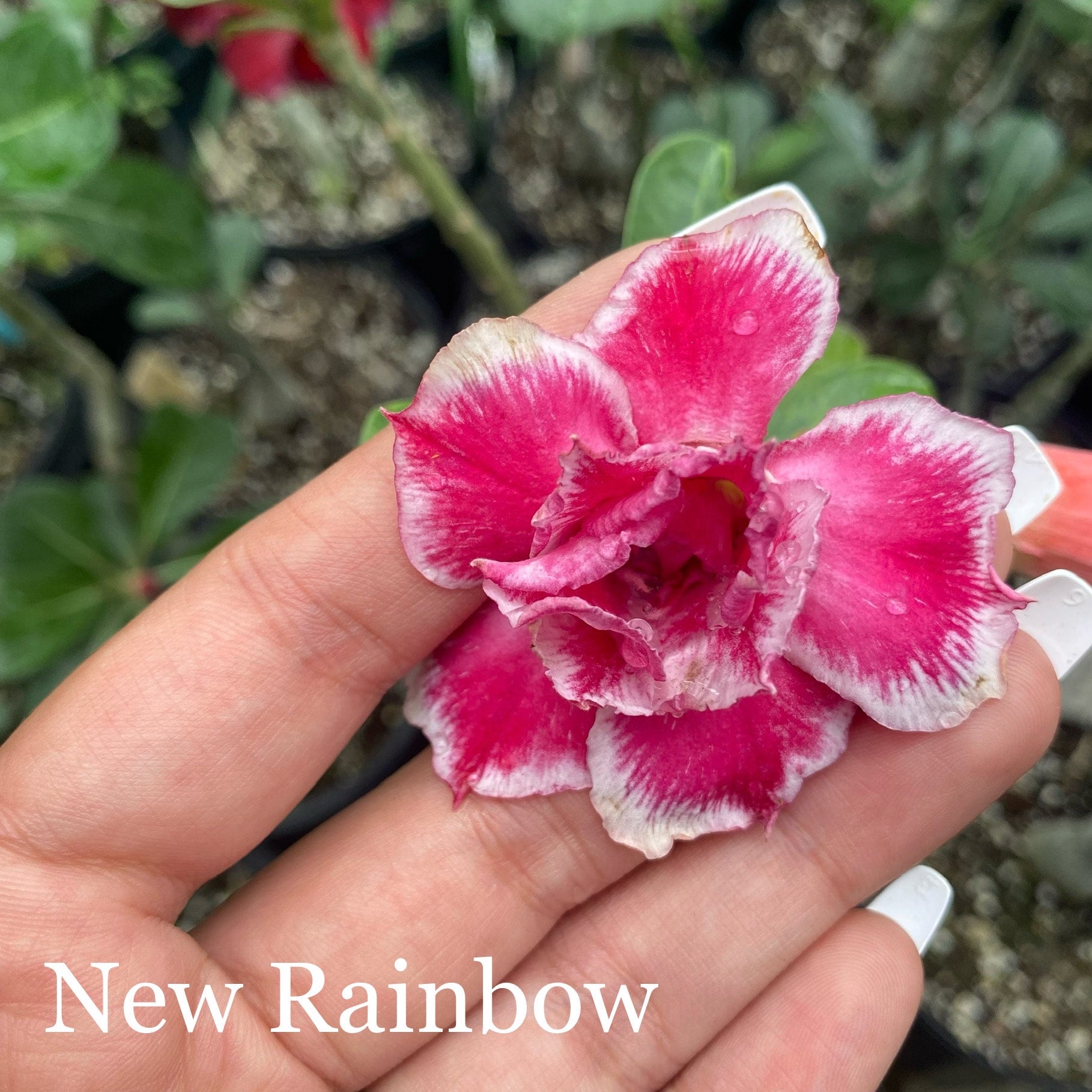 Desert Rose (Multiple Colors) | Lesslie's RGV Plants