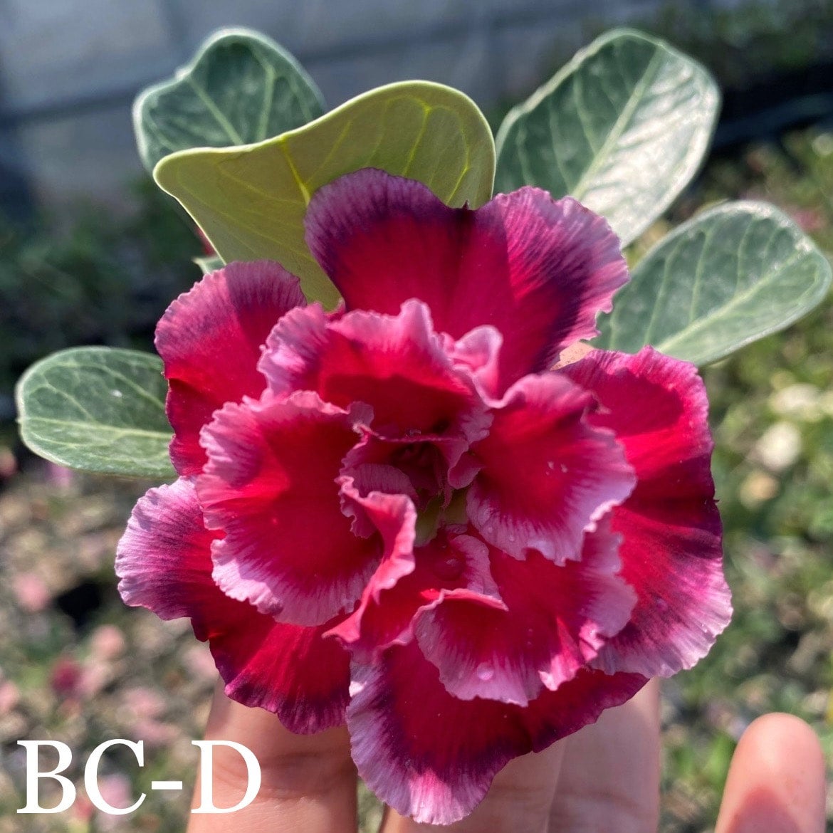 Desert Rose (Multiple Colors) | Lesslie's RGV Plants